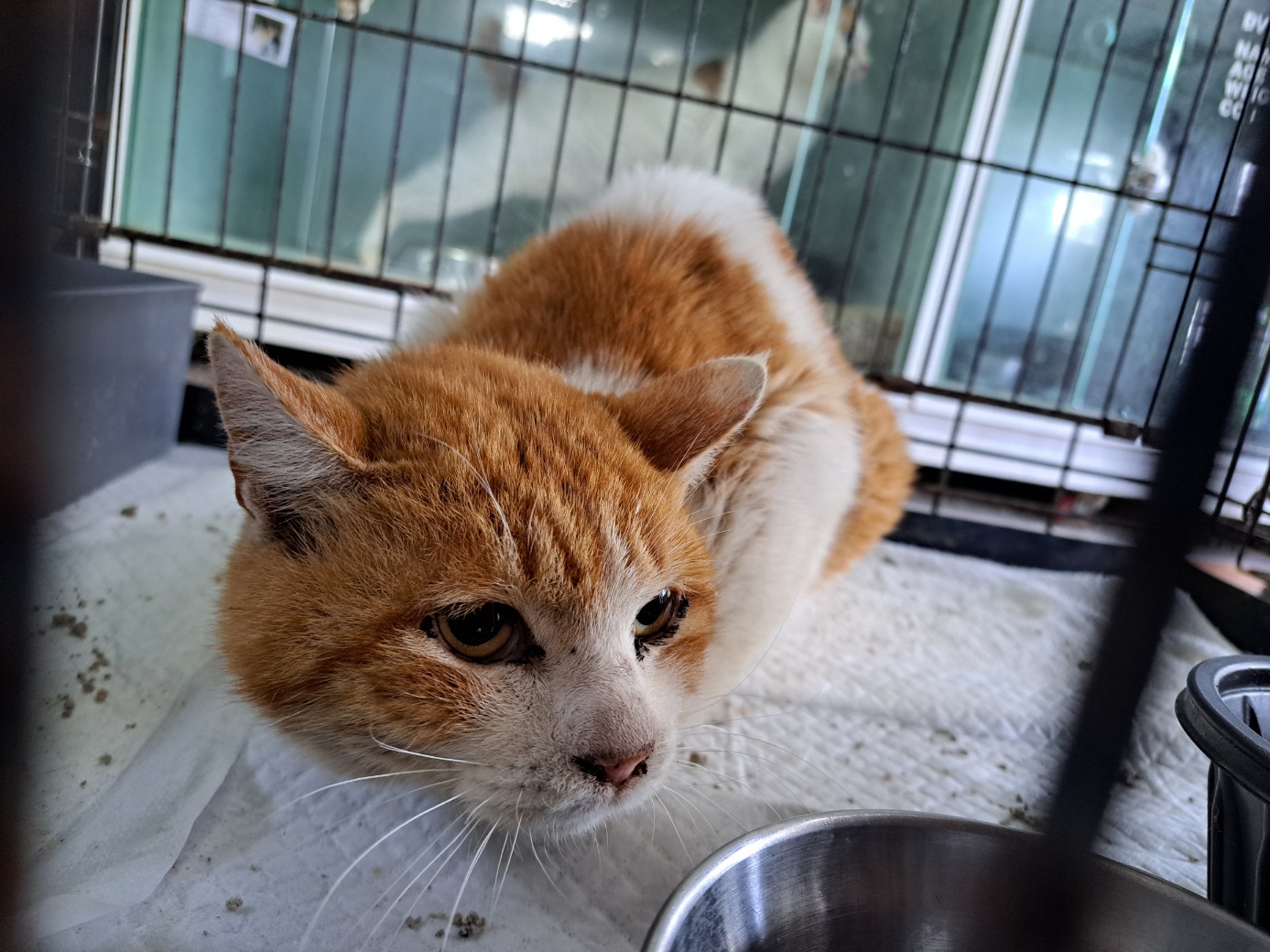 울산유기동물보호센터_431369202300104